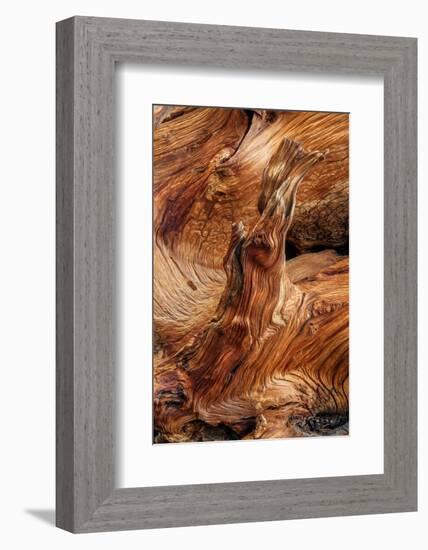 Pattern in wood of Bristlecone pine, White Mountains, Inyo National Forest, California-Adam Jones-Framed Photographic Print