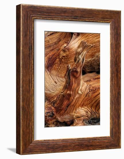 Pattern in wood of Bristlecone pine, White Mountains, Inyo National Forest, California-Adam Jones-Framed Photographic Print