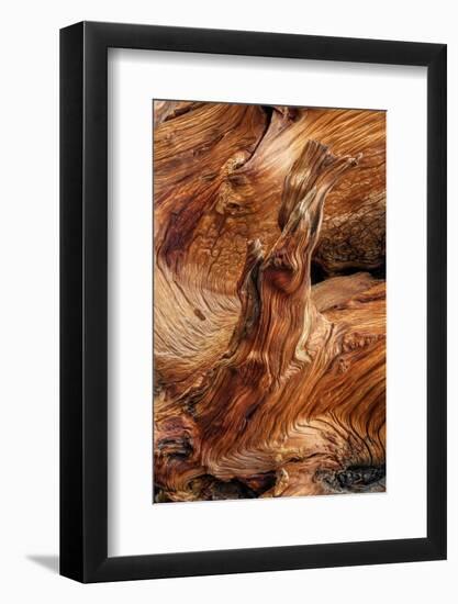 Pattern in wood of Bristlecone pine, White Mountains, Inyo National Forest, California-Adam Jones-Framed Photographic Print