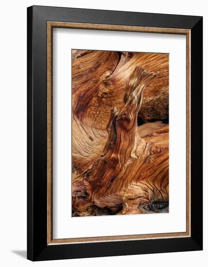 Pattern in wood of Bristlecone pine, White Mountains, Inyo National Forest, California-Adam Jones-Framed Photographic Print