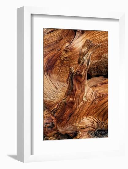 Pattern in wood of Bristlecone pine, White Mountains, Inyo National Forest, California-Adam Jones-Framed Photographic Print