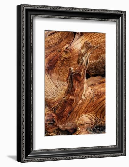 Pattern in wood of Bristlecone pine, White Mountains, Inyo National Forest, California-Adam Jones-Framed Photographic Print