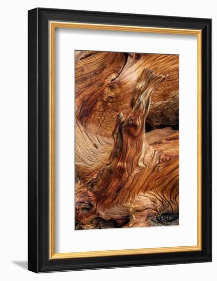 Pattern in wood of Bristlecone pine, White Mountains, Inyo National Forest, California-Adam Jones-Framed Photographic Print