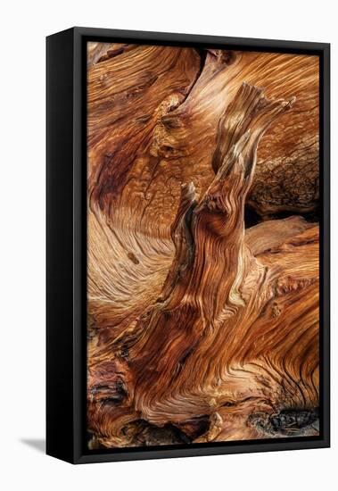 Pattern in wood of Bristlecone pine, White Mountains, Inyo National Forest, California-Adam Jones-Framed Premier Image Canvas