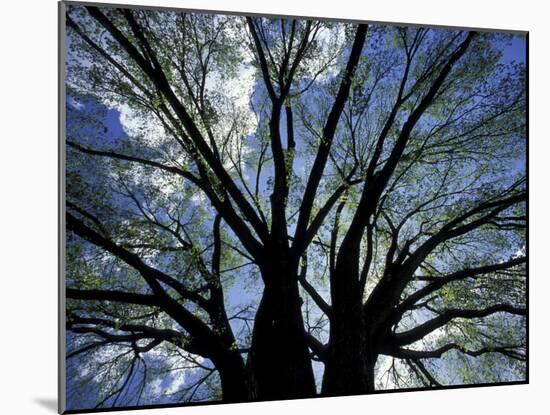 Pattern of Branches in Stately American Elm Tree-Adam Jones-Mounted Photographic Print