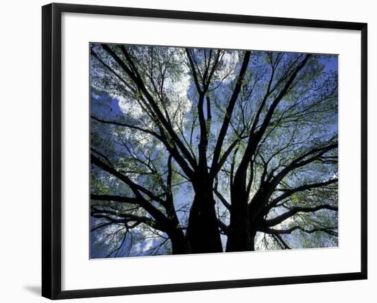 Pattern of Branches in Stately American Elm Tree-Adam Jones-Framed Photographic Print