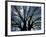 Pattern of Branches in Stately American Elm Tree-Adam Jones-Framed Photographic Print