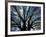 Pattern of Branches in Stately American Elm Tree-Adam Jones-Framed Photographic Print