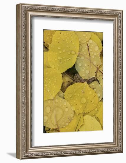 Pattern of fallen yellow aspen leaves, Owl Creek Pass, San Juan Mountains, Colorado-Adam Jones-Framed Photographic Print