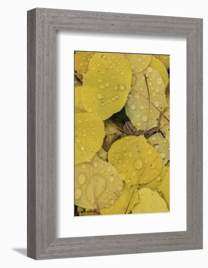 Pattern of fallen yellow aspen leaves, Owl Creek Pass, San Juan Mountains, Colorado-Adam Jones-Framed Photographic Print