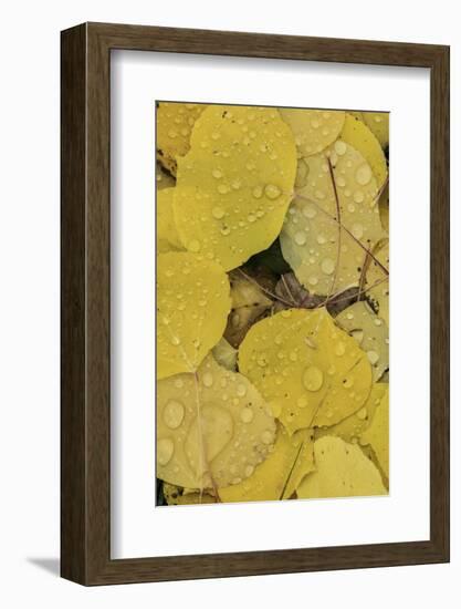 Pattern of fallen yellow aspen leaves, Owl Creek Pass, San Juan Mountains, Colorado-Adam Jones-Framed Photographic Print