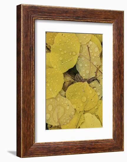 Pattern of fallen yellow aspen leaves, Owl Creek Pass, San Juan Mountains, Colorado-Adam Jones-Framed Photographic Print