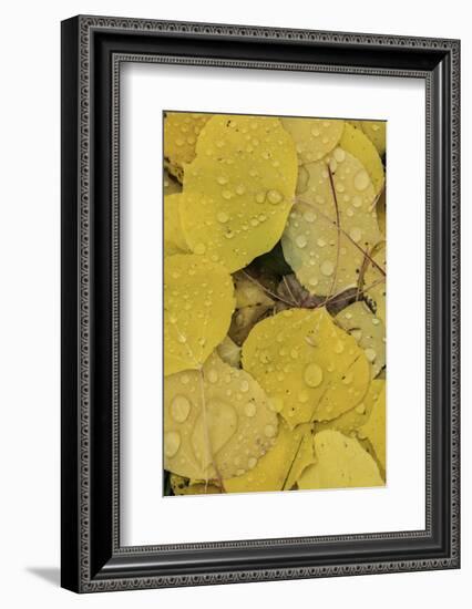 Pattern of fallen yellow aspen leaves, Owl Creek Pass, San Juan Mountains, Colorado-Adam Jones-Framed Photographic Print