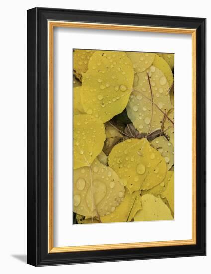 Pattern of fallen yellow aspen leaves, Owl Creek Pass, San Juan Mountains, Colorado-Adam Jones-Framed Photographic Print