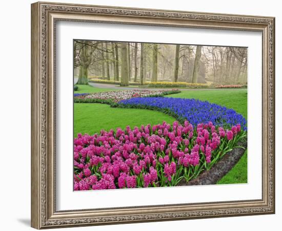 Pattern of Grape Hyacinth, Keukenhof Gardens, Lisse, Netherlands-Adam Jones-Framed Photographic Print