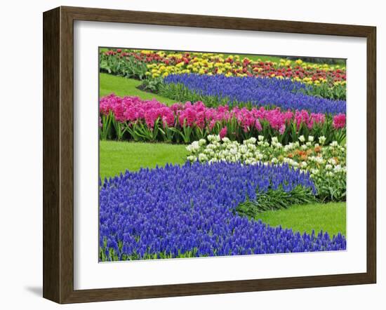 Pattern of Grape Hyacinth, Keukenhof Gardens, Lisse, Netherlands-Adam Jones-Framed Photographic Print