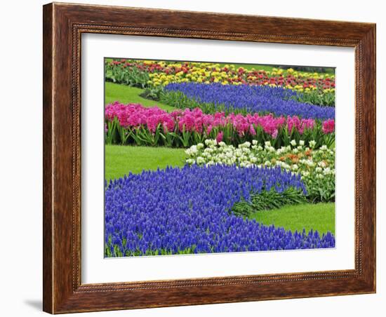 Pattern of Grape Hyacinth, Keukenhof Gardens, Lisse, Netherlands-Adam Jones-Framed Photographic Print