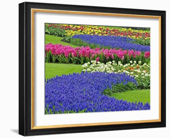 Pattern of Grape Hyacinth, Keukenhof Gardens, Lisse, Netherlands-Adam Jones-Framed Photographic Print