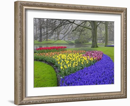 Pattern of Grape Hyacinth, Keukenhof Gardens, Lisse, Netherlands-Adam Jones-Framed Photographic Print