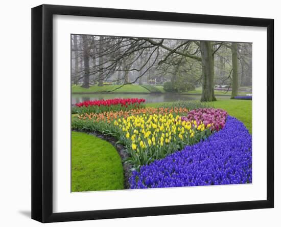 Pattern of Grape Hyacinth, Keukenhof Gardens, Lisse, Netherlands-Adam Jones-Framed Photographic Print