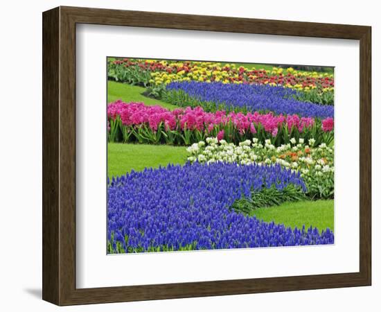 Pattern of Grape Hyacinth, Keukenhof Gardens, Lisse, Netherlands-Adam Jones-Framed Photographic Print