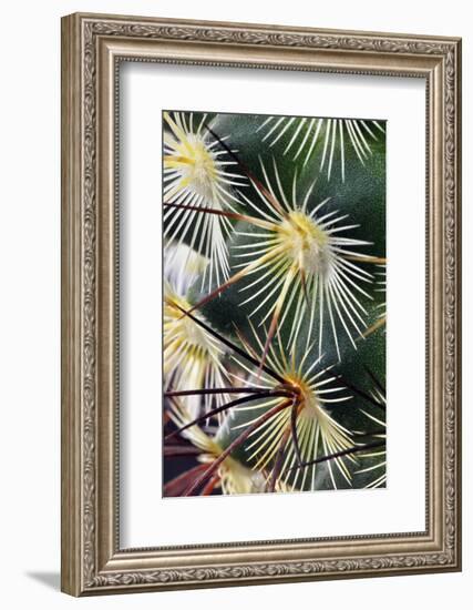 Pattern of small cactus spines-Adam Jones-Framed Photographic Print