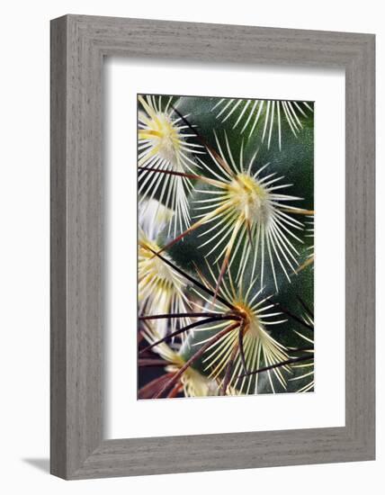 Pattern of small cactus spines-Adam Jones-Framed Photographic Print