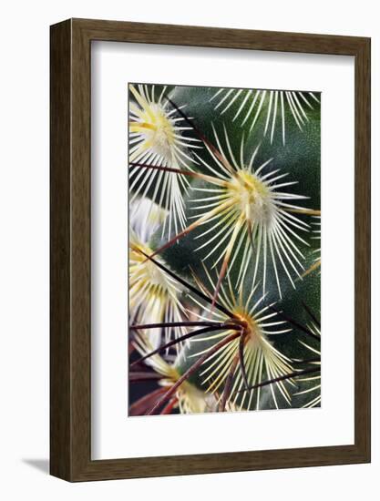 Pattern of small cactus spines-Adam Jones-Framed Photographic Print