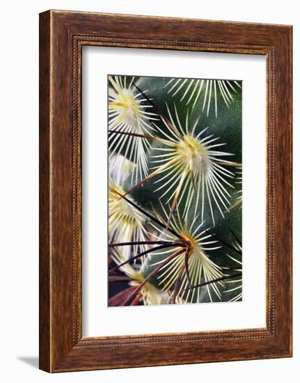 Pattern of small cactus spines-Adam Jones-Framed Photographic Print