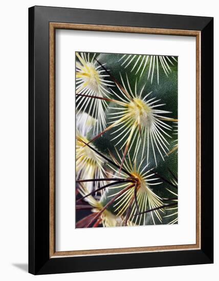 Pattern of small cactus spines-Adam Jones-Framed Photographic Print