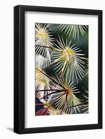 Pattern of small cactus spines-Adam Jones-Framed Photographic Print