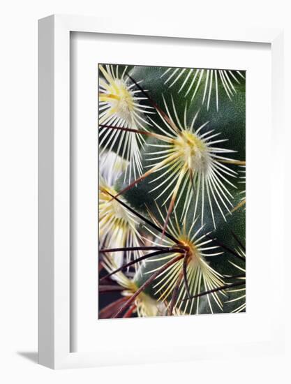 Pattern of small cactus spines-Adam Jones-Framed Photographic Print