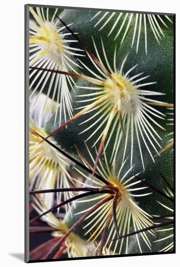 Pattern of small cactus spines-Adam Jones-Mounted Photographic Print