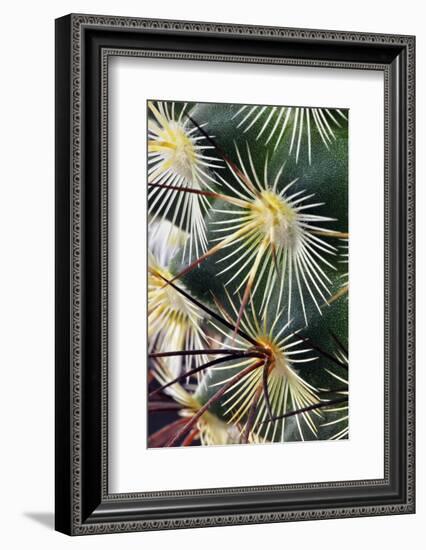 Pattern of small cactus spines-Adam Jones-Framed Photographic Print