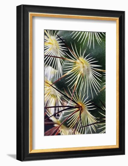 Pattern of small cactus spines-Adam Jones-Framed Photographic Print