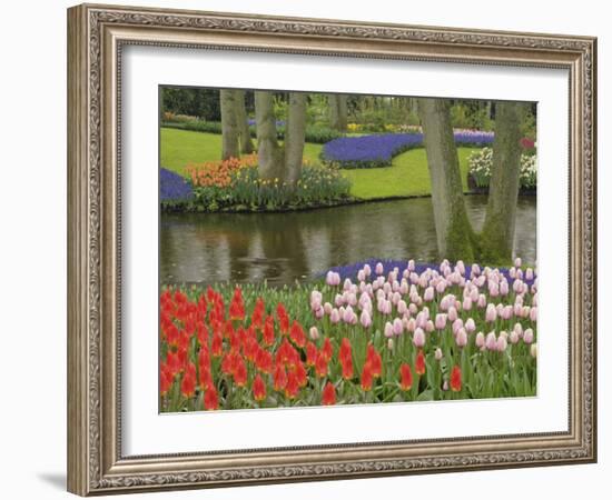 Pattern of tulips and grape hyacinth flowers, Keukenhof Gardens, Lisse, Netherlands, Holland-Adam Jones-Framed Photographic Print