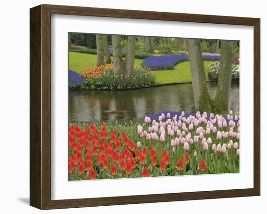 Pattern of tulips and grape hyacinth flowers, Keukenhof Gardens, Lisse, Netherlands, Holland-Adam Jones-Framed Photographic Print