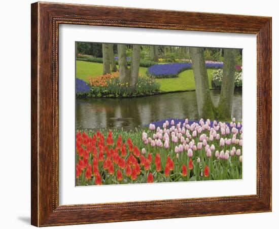 Pattern of tulips and grape hyacinth flowers, Keukenhof Gardens, Lisse, Netherlands, Holland-Adam Jones-Framed Photographic Print