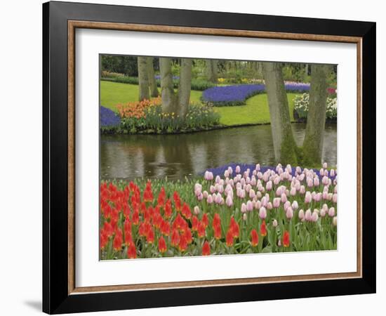 Pattern of tulips and grape hyacinth flowers, Keukenhof Gardens, Lisse, Netherlands, Holland-Adam Jones-Framed Photographic Print