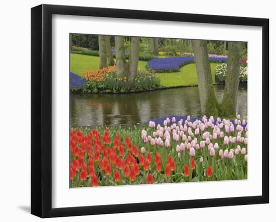 Pattern of tulips and grape hyacinth flowers, Keukenhof Gardens, Lisse, Netherlands, Holland-Adam Jones-Framed Photographic Print