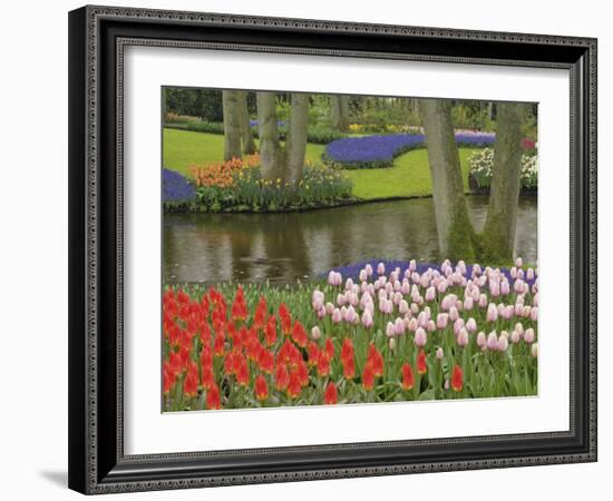 Pattern of tulips and grape hyacinth flowers, Keukenhof Gardens, Lisse, Netherlands, Holland-Adam Jones-Framed Photographic Print