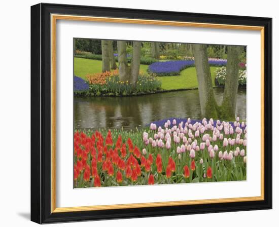 Pattern of tulips and grape hyacinth flowers, Keukenhof Gardens, Lisse, Netherlands, Holland-Adam Jones-Framed Photographic Print