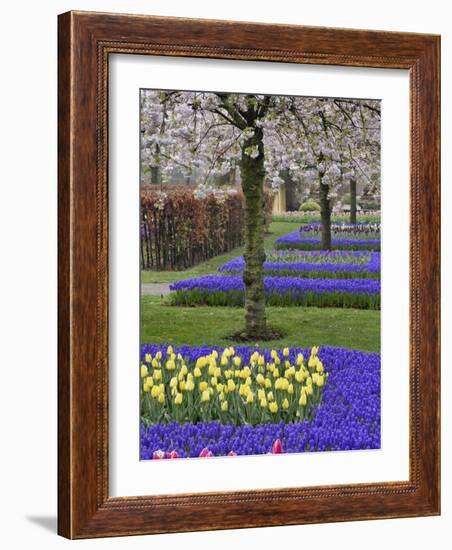 Pattern of tulips and Grape Hyacinth flowers, Keukenhof Gardens, Lisse, Netherlands-Adam Jones-Framed Photographic Print