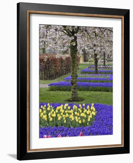 Pattern of tulips and Grape Hyacinth flowers, Keukenhof Gardens, Lisse, Netherlands-Adam Jones-Framed Photographic Print