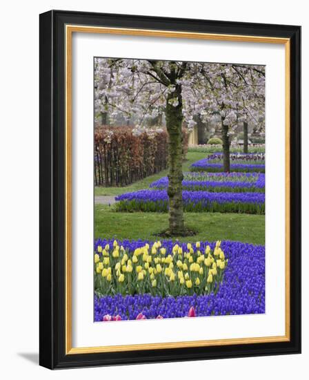 Pattern of tulips and Grape Hyacinth flowers, Keukenhof Gardens, Lisse, Netherlands-Adam Jones-Framed Photographic Print