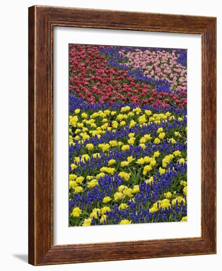 Pattern of tulips and Grape Hyacinth flowers, Keukenhof Gardens, Lisse, Netherlands-Adam Jones-Framed Photographic Print