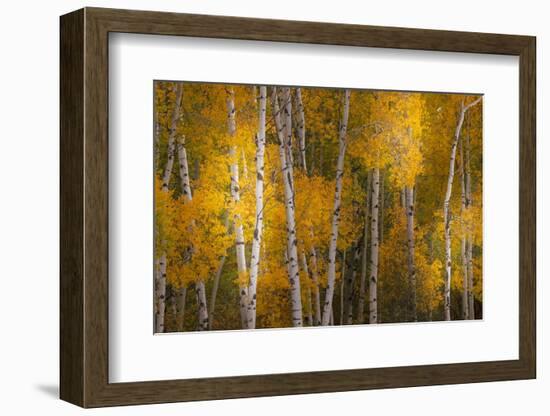 Pattern of white tree trunks among golden aspen leaves, Grand Teton National Park.-Adam Jones-Framed Photographic Print