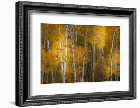 Pattern of white tree trunks among golden aspen leaves, Grand Teton National Park.-Adam Jones-Framed Photographic Print