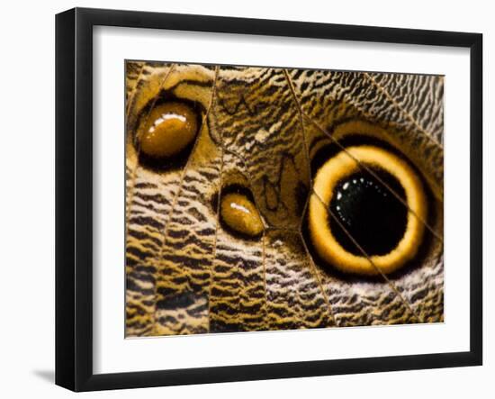 Pattern on Wing of Owl Butterfly, Brookside Gardens, Wheaton, Maryland, USA-Corey Hilz-Framed Photographic Print