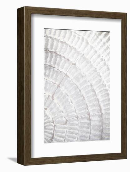 Pattern plate_grey_2-1x Studio III-Framed Photographic Print